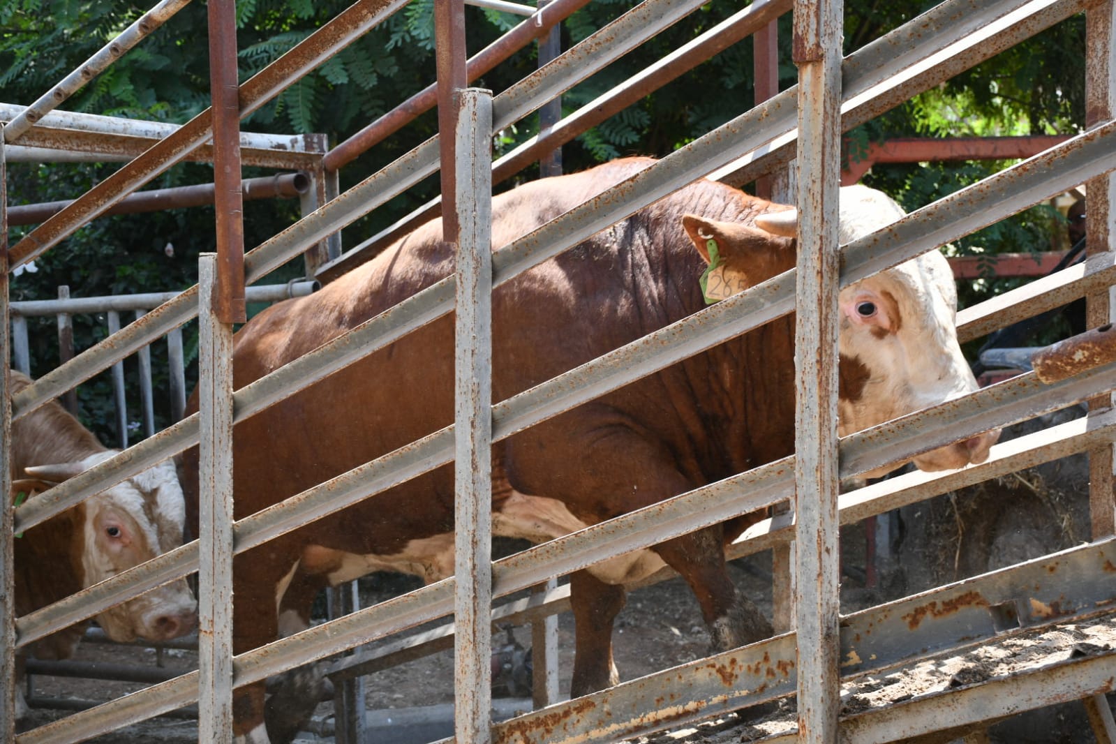 WhatsApp Image 2021-07-19 at 1.01.11 PM.jpeg